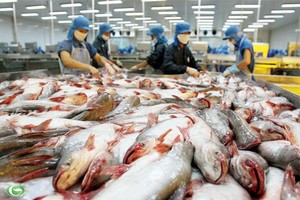 Mỹ đòi Kl991.com World Cup 2026 Chính Thức Việt “nuôi cá tra kiểu Mỹ“: Có thể tính tới khởi kiện
