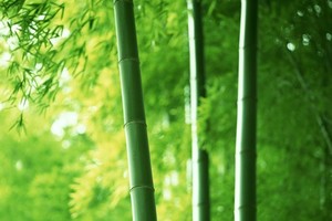 GTN tiếp tục thoái vốn tại 2 công ty 