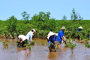 “Nên làm bạn với mặn vì nó sẽ là cơ hội làm giàu“