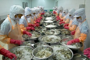 Chế biến tôm đông lạnh xuất khẩu. (Ảnh: Danh Lam/TTXVN)