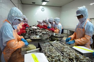 Chế biến tôm đông lạnh xuất khẩu. (Ảnh: Danh Lam/TTXVN)