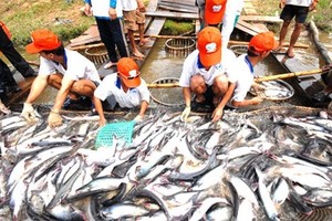 Theo các chuyên gia, việc cấp khống hơn 800 sản phẩm trong lĩnh thủy sản sẽ tác động xấu tới ngành thủy sản. Ảnh minh họa