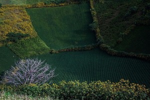 Những vườn chè Chư Đăng Ya xanh ngút ngàn