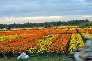 Năm nay, hoa Cái Mơn tung ra thị trường khoảng 9 triệu sản phẩm hoa, giảm khoảng 3 triệu sản phẩm so với năm trước nhưng giá bán tăng nên nhà vườn rất phấn khởi,Ảnh: Mậu Trường