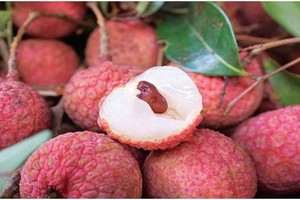 Gần 100% vải thiều Lục Ngạn có nguy cơ mất mùa