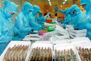 Xuất khẩu tôm “điêu đứng” vì lệnh cấm Link Vào Nhà Cái KL99 COM Tặng +199k của Úc