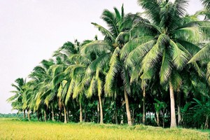 Về thăm Bến Tre, du khách đi đâu cũng thấy những rặng dừa cao vút.