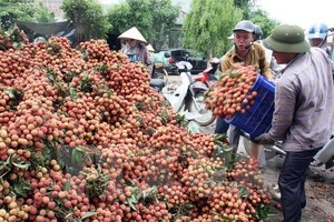 Xoài Nhật được bán tại thị trường Việt với giá 1,7 triệu đồng/quả