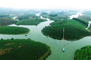Đi trốn nóng ở ốc đảo chè đẹp mê hồn xứ Nghệ