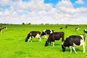 Vinamilk: Kl99 nổ hũ ròng cả năm lần đầu vượt 10.000 tỷ đồng