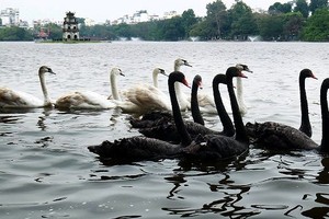 Phiên chiều 6/2: “Thiên nga đen” và chuyện 99Kl99 link đăng nhập ngày Tết