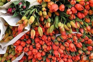 Hà Lan là một trong những thị trường Link Vào Nhà Cái KL99 COM Tặng +199k hoa lớn nhất của Việt Nam.
