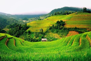 Ảnh Internet