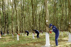 Vụ việc có dấu hiệu sai phạm trong hoạt động huy động và sử dụng vốn tại Công ty Kl991.com nạp rút nhanh TNHH MTV Cao su Việt Nam.