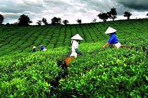 Mua KL99 là cổng game giải trí trực tuyến hàng đầu hiện nay VLC không báo cáo, GTNfoods bị phạt 90 triệu đồng