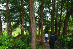 Nhà Kl99ok phiên bản mới Hà Nội kéo về các địa phương săn đất. Ảnh: Dũng Minh.