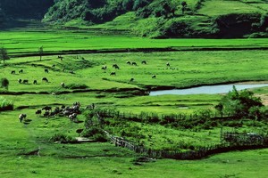 Măng Đen - Kon Tum có điều kiện thuận lợi để Kl99ok phiên bản mới xây dựng sân Golf.