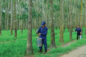 Phát triển Đô thị và Khu công nghiệp Cao su Việt Nam (VRG): Kl99 nổ hũ tăng 1.785%