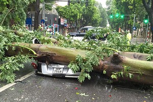 Một cây đổ đè nát ôtô trên phố Hai Bà Trưng. Ảnh: Đức Luyện