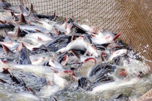 Tháng 4, xuất khẩu cá tra tăng gấp hơn 2 lần cùng kỳ, IDI đạt kim ngạch hơn 15 triệu USD