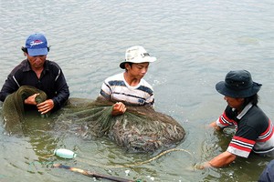 Dừng thí điểm Kl99kl phiên bản hoạt động thủy sản vì rủi ro cao