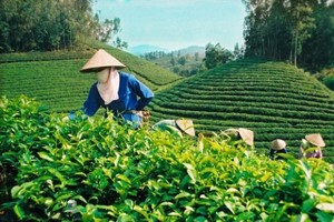 GTN điều chỉnh tỷ lệ room ngoại xuống còn 17,78%