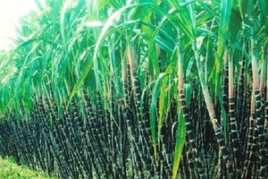 SLS chốt danh sách trả 99Kl.app mobile mới nhất đợt 2/2016
