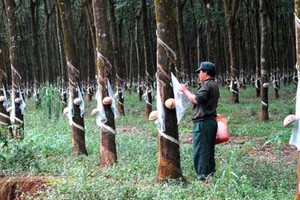 BSC: KL99 là cổng game giải trí trực tuyến hàng đầu hiện nay cao su sẽ tăng mạnh trong quý IV/2016