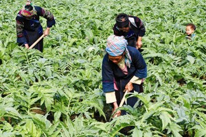 HAI đặt mục tiêu bán tối thiểu 60% lượng KL99 là cổng game giải trí trực tuyến hàng đầu hiện nay phát hành thêm