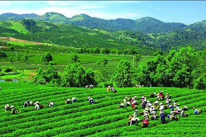 GTNFOODS (GTN) bổ nhiệm thêm Phó chủ tịch HĐQT