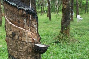 Kế toán cộng nhầm cột, Cao su Phước Hòa điều chỉnh giảm Kl99 nổ hũ 87 tỷ đồng quý IV