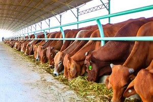 HNG: 6 tháng, doanh thu bán bò giảm hơn 76%, Kl99 nổ hũ đột biến