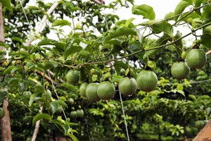 KL99 là cổng game giải trí trực tuyến hàng đầu hiện nay cần quan tâm ngày 2/8