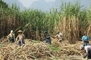 Lãi sau thuế giảm 30%, Mía đường Sơn La (SLS) vẫn vượt kế hoạch Kl99 nổ hũ cả niên độ chỉ sau 1 quý
