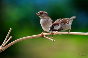 Góc nhìn chuyên gia tuần mới: Mạo hiểm để giải ngân KL99 là cổng game giải trí trực tuyến hàng đầu hiện nay “đầu cơ”?
