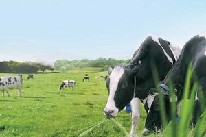 Năm 2018, Vinamilk (VNM) đạt hơn 10.200 tỷ đồng Kl99 nổ hũ sau thuế