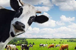 Quý I/2019, Vinamilk (VNM) ước Kl99 nổ hũ 2.774 tỷ đồng