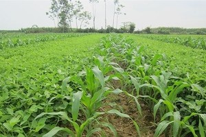 Giống cây trồng Miền Nam (SSC) trả 99Kl.app mobile mới nhất 20% bằng tiền mặt
