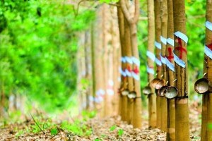 Cao su Phước Hòa (PHR): Quý I/2020, Kl99 nổ hũ tăng trưởng gần 160% so với cùng kỳ