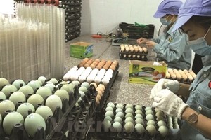 Năm 2020, Dabaco (DBC) lên kế hoạch Kl99 nổ hũ sau thuế 457 tỷ đồng, trả 99Kl.app mobile mới nhất 25%