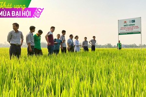 Chuyện ngược đời ở Lộc Trời (LTG): Đặt kế hoạch Kl99 nổ hũ thấp để hưởng thưởng lớn?