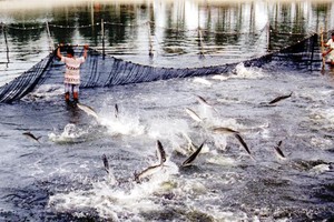 Thuỷ sản sẽ gãy đổ chuỗi nếu không khôi phục trong tháng 9