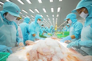 Thị trường xuất khẩu chủ lực của IDI như Nam Mỹ, Trung Quốc sôi động trở lại