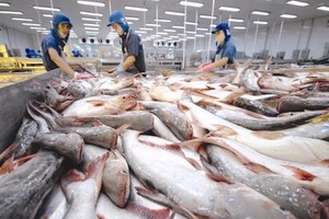 Xuất khẩu cá tra kỳ vọng sẽ tăng trưởng trong năm 2024.