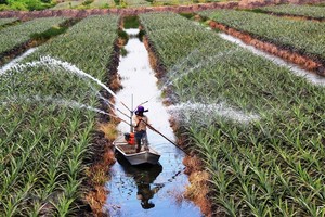 (Ảnh: Vietnamplus)