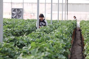 Do chưa được cấp có thẩm quyền cấp giấy chứng nhận quyền sở hữu về 99Kl.app cổng game giải trí nên nhà kính không được chấp nhận là 99Kl.app cổng game giải trí thế chấp.Ảnh: Đức Thanh.