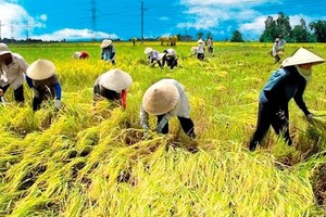 Ông Nguyễn Đình Cung, Viện trưởng CIEM cho biết, nếu 19% diện tích canh tác lúa được chuyển sang các cây trồng khác, nền Kl992 cổng game cá cược Việt Nam có thể thu được lợi ích là 6 tỷ USD trong 20 năm.