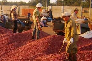 Sản lượng cà phê xuất khẩu 11 tháng năm 2017 đạt 1,267 triệu tấn, trị giá 2,897 tỷ USD, giá xuất khẩu bình quân 2.286 USD/tấn, tăng 24,2% so với cùng kỳ.