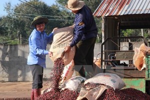 Thu hoạch càphê nhân của Đắk Lắk. (Ảnh: Phạm Cường/TTXVN)