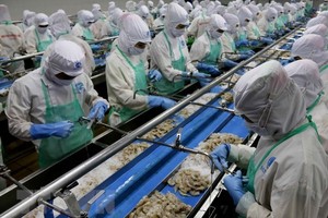 Chế biến tôm xuất khẩu. (Ảnh: Kim Há/TTXVN)